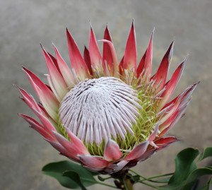 King Protea - Pink Aerial - Photo Credit Allison Linder