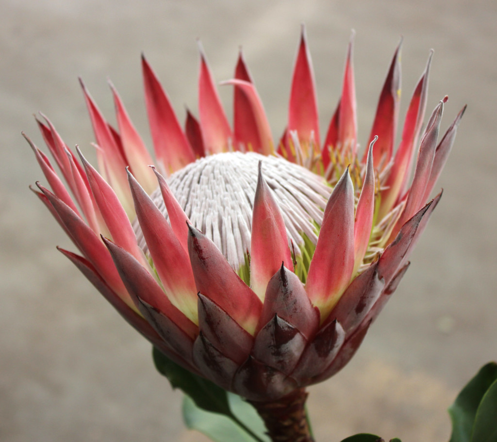 King Protea | Stevens and Son Wholesale Florist