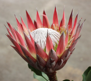 King Protea - Pink Side - Photo Credit Allison Linder