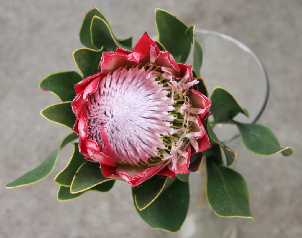 King Protea - Red Aerial - Photo Credit Allison Linder
