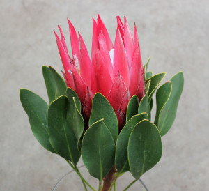 King Protea - Red Side - Photo Credit Allison Linder