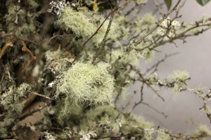 Mossy Branch - Detail 1 - Photo Credit Allison Linder