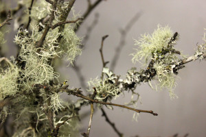 Mossy Branch - Detail 2 - Photo Credit Allison Linder