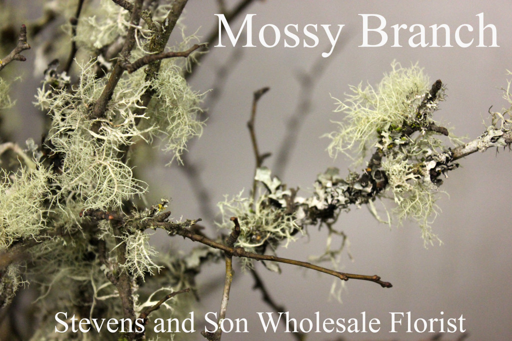 Mossy Branch - Photo Credit Allison Linder