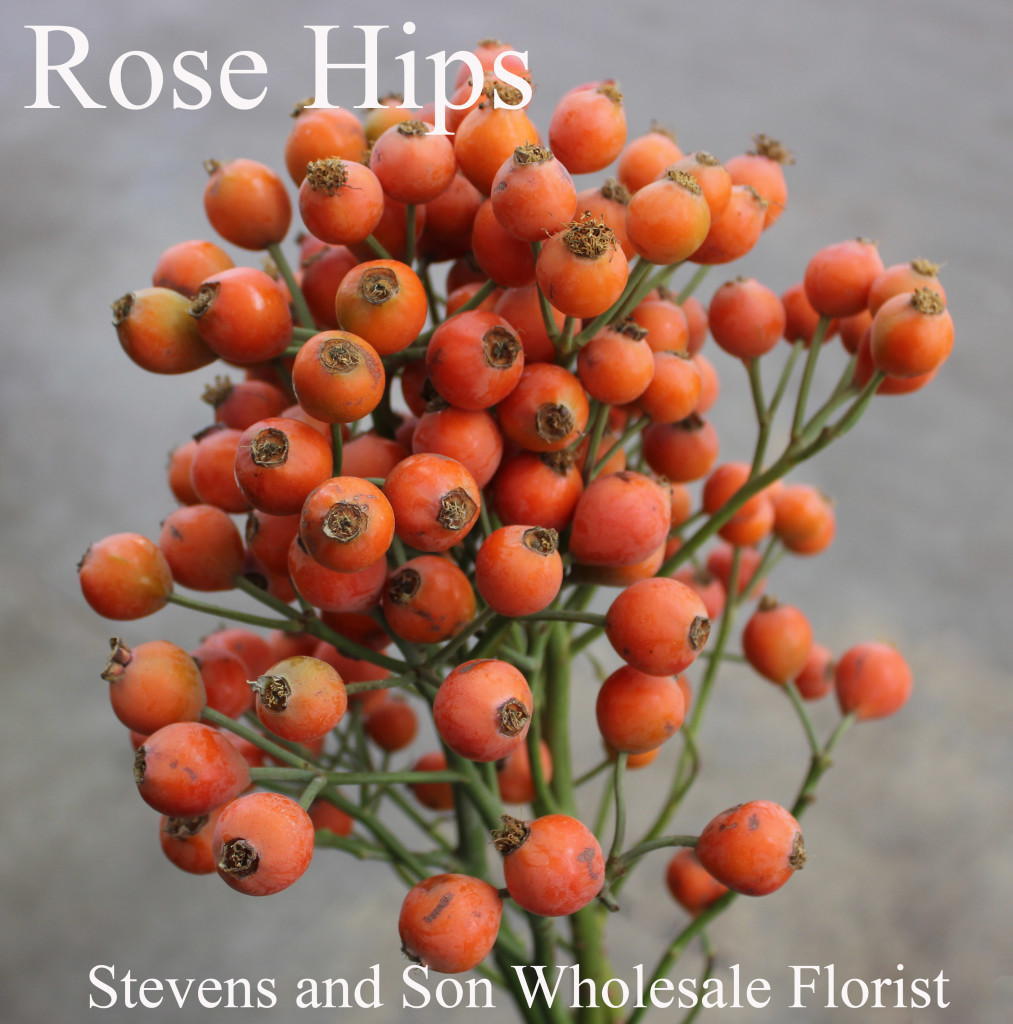 Rose Hips - Photo Credit Allison Linder