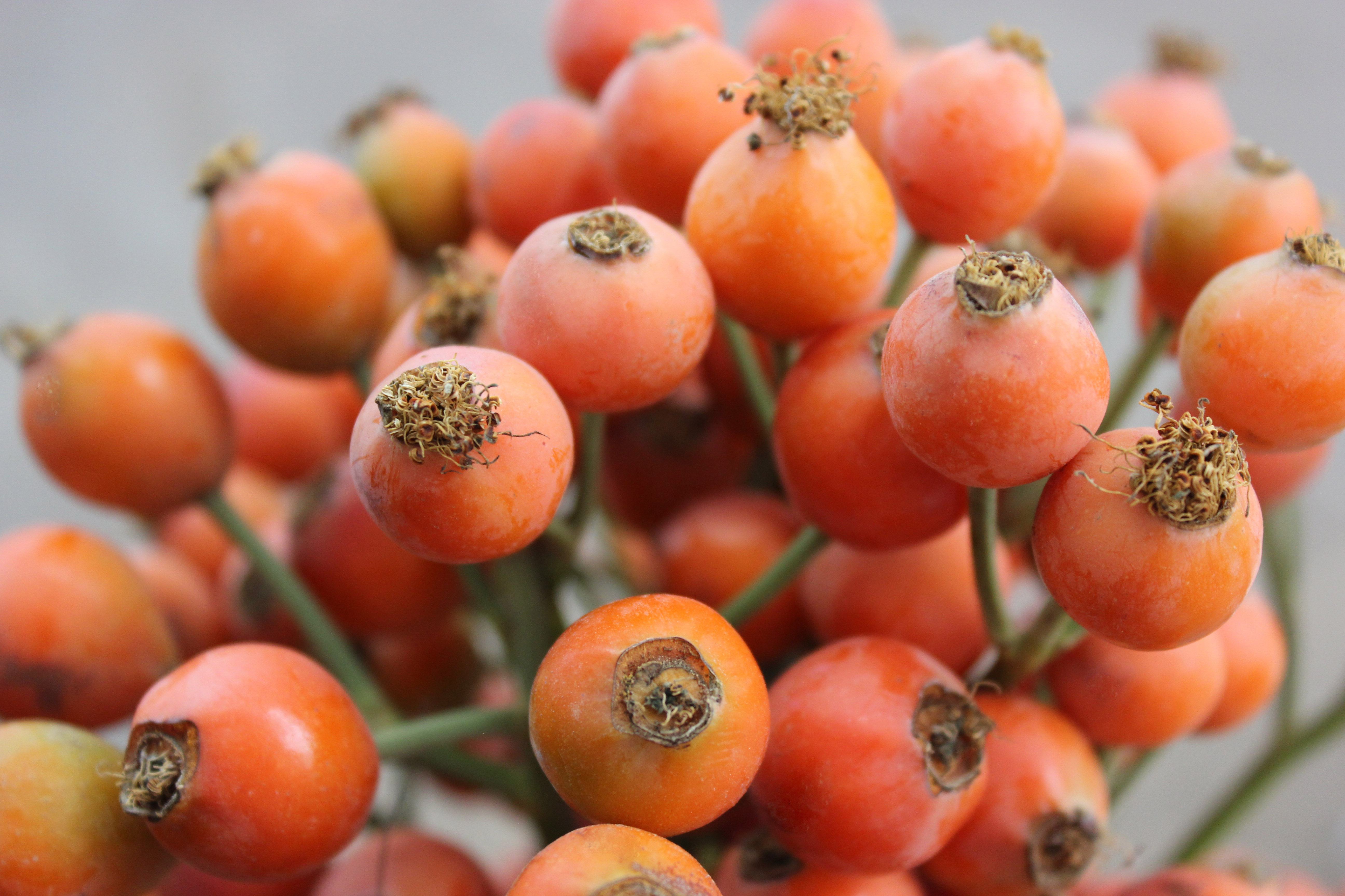 Rose Hips Stevens and Son Wholesale Florist