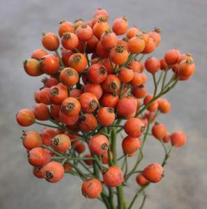 Rose Hips - Pumpkin Side - Photo Credit Allison Linder