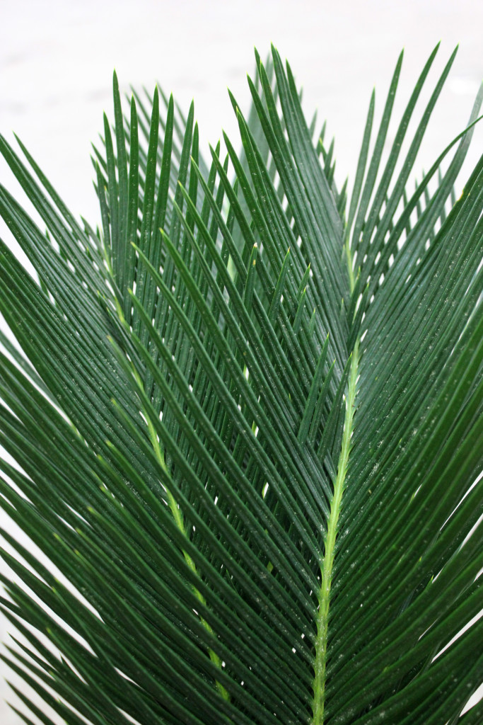 Sago Palm - Detail - Photo Credit Allison Linder'