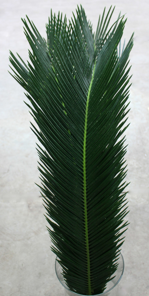 Sago Palm - Side - Photo Credit Allison Linder