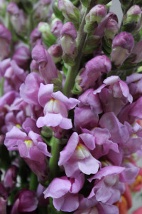 Snapdragons - Lavender - Photo Credit Allison Linder