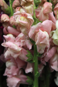 Snapdragons - Light Pink - Photo Credit Allison Linder