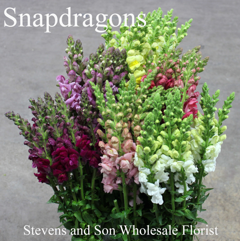 Snapdragons - Photo Credit Allison Linder