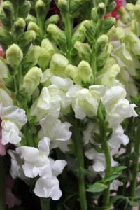 Snapdragons - White - Photo Credit Allison Linder