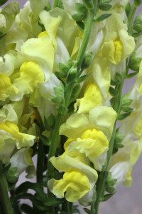 Snapdragons - Yellow - Photo Credit Allison Linder