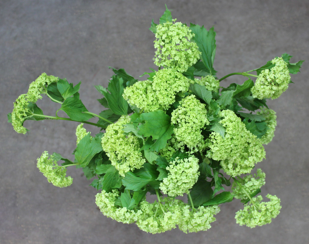 Snowball Viburnum - Aerial - photo credit Allison Linder