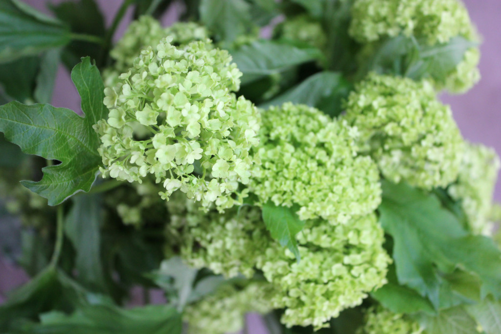 Snowball Viburnum - Detail - Photo Credit Allison Linder