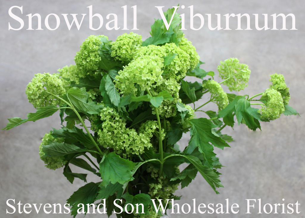 Snowball Viburnum - Photo Credit Allison Linder