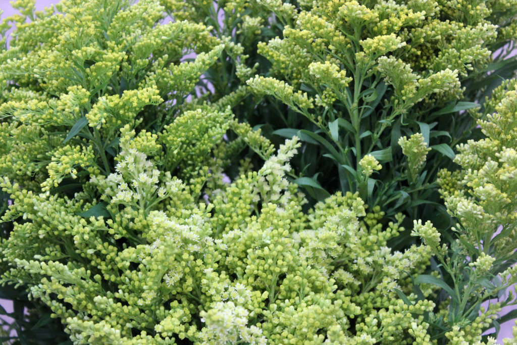 Solidago - Group Detail - Photo credit Allison Linder