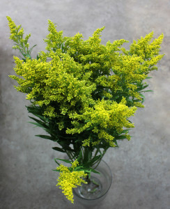 Solidago - Mardi Gras - Photo Credit Allison Linder