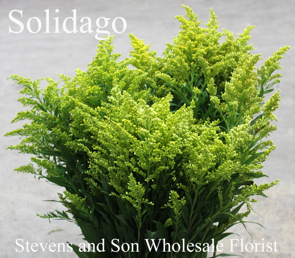 Solidago - Photo Credit Allison Linder
