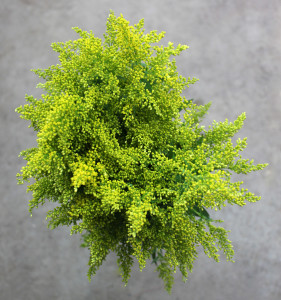 Solidago - Regular - Photo Credit Allison Linder