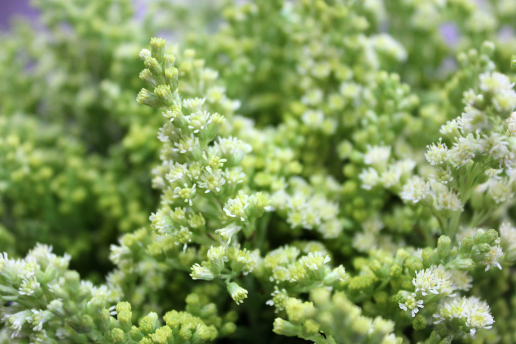 Solidago - White Detail - Photo Credit Allison Linder