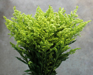 Solidago - White - Photo Credit Allison Linder