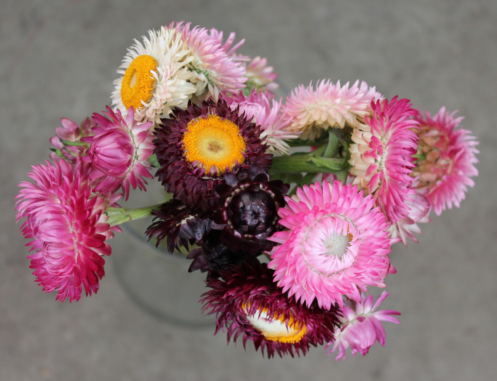 Strawflower - Aerial - Photo Credit Allison Linder