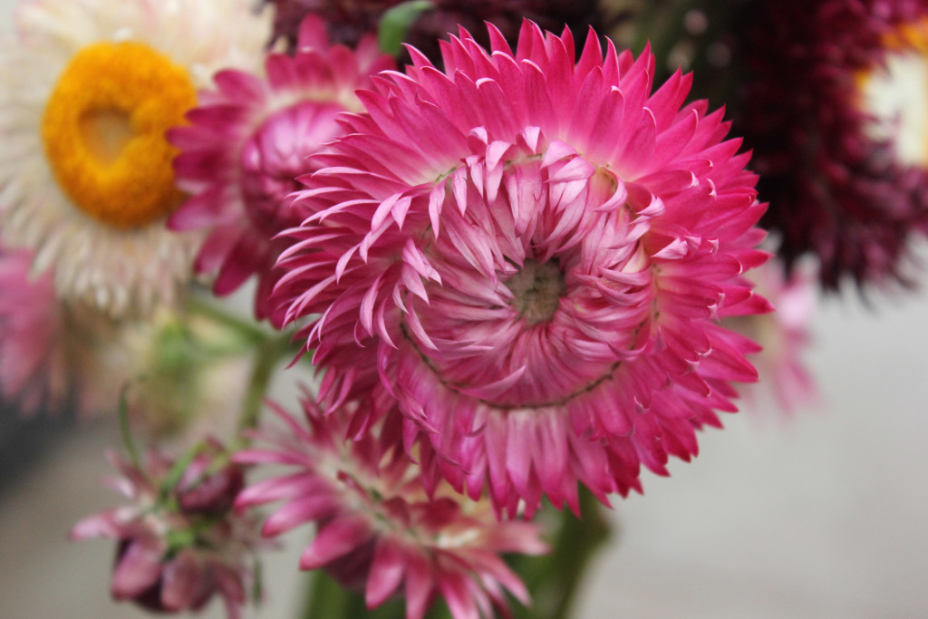 Strawflower - Detail 1 - Photo Credit Allison Linder