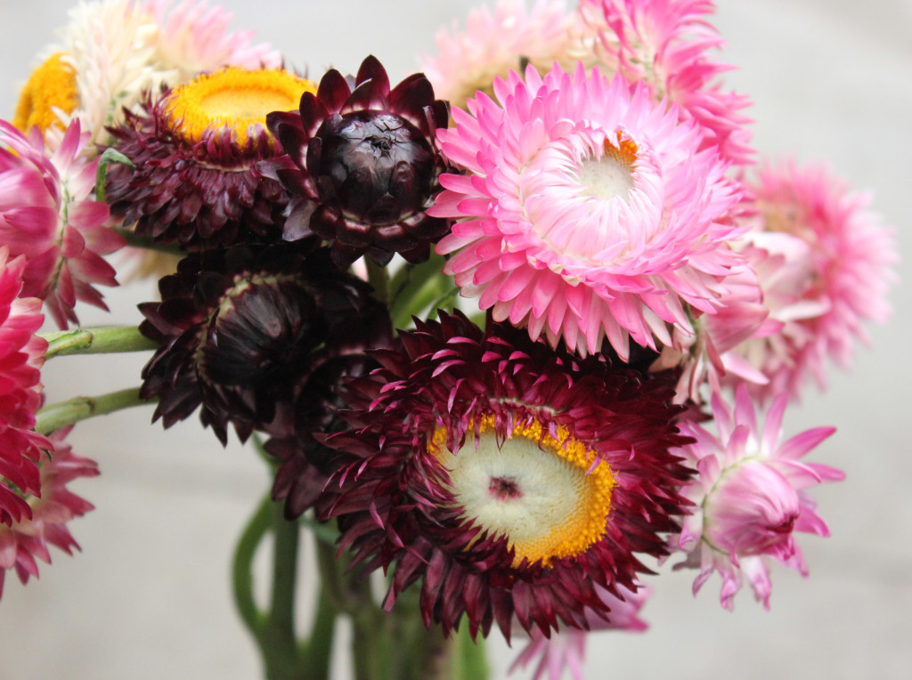 Strawflower - Detail 2 - Photo Credit Allison Linder