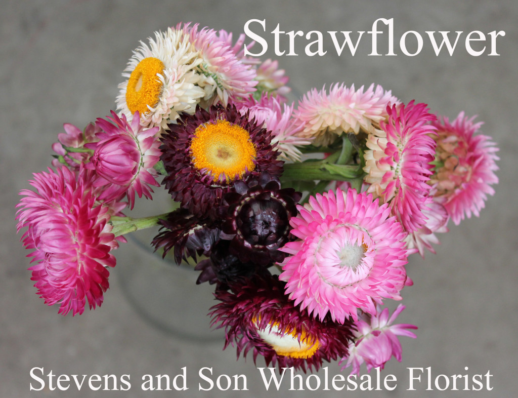 Strawflower - Photo Credit Allison Linder