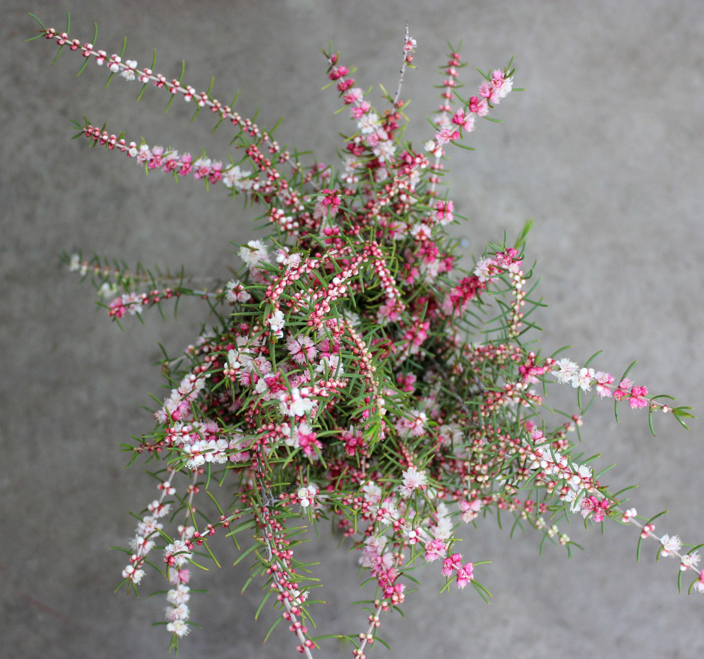Swan River Myrtle - Aerial - Photo Credit Allison Linder