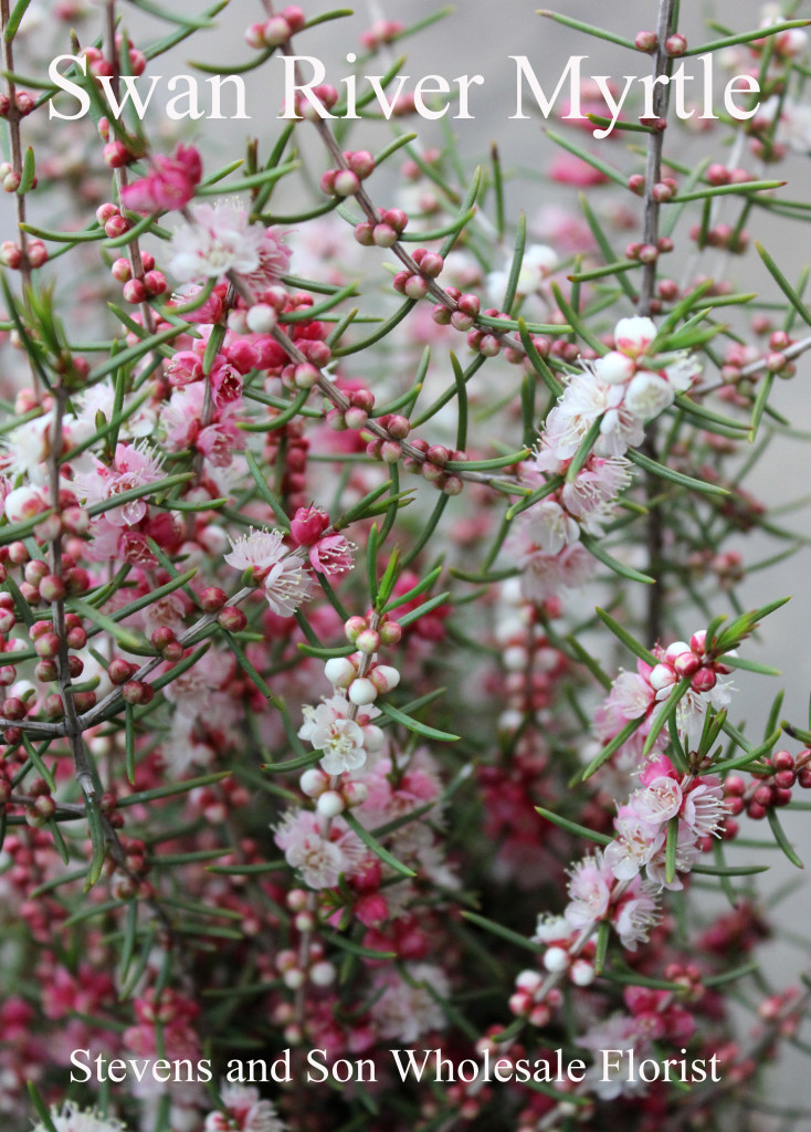 Swan River Myrtle - Photo Credit Allison Linder