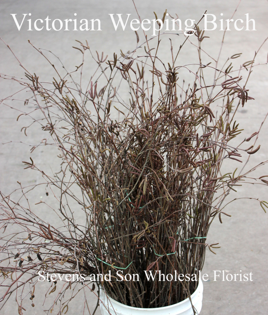 Victorian Weeping Birch - Photo Credit Allison Linder