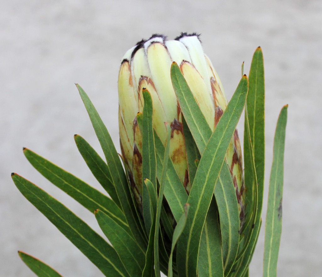 White Mink Protea - Side - Photo Credit Allison Linder