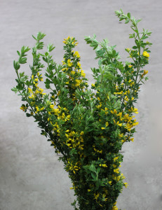Wild Yellow Ginesta - Side - Photo Credit Allison Linder