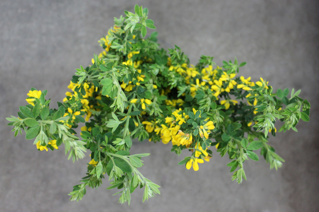 Yellow Wild Ginesta - Aerial - Photo Credit Allison Linder