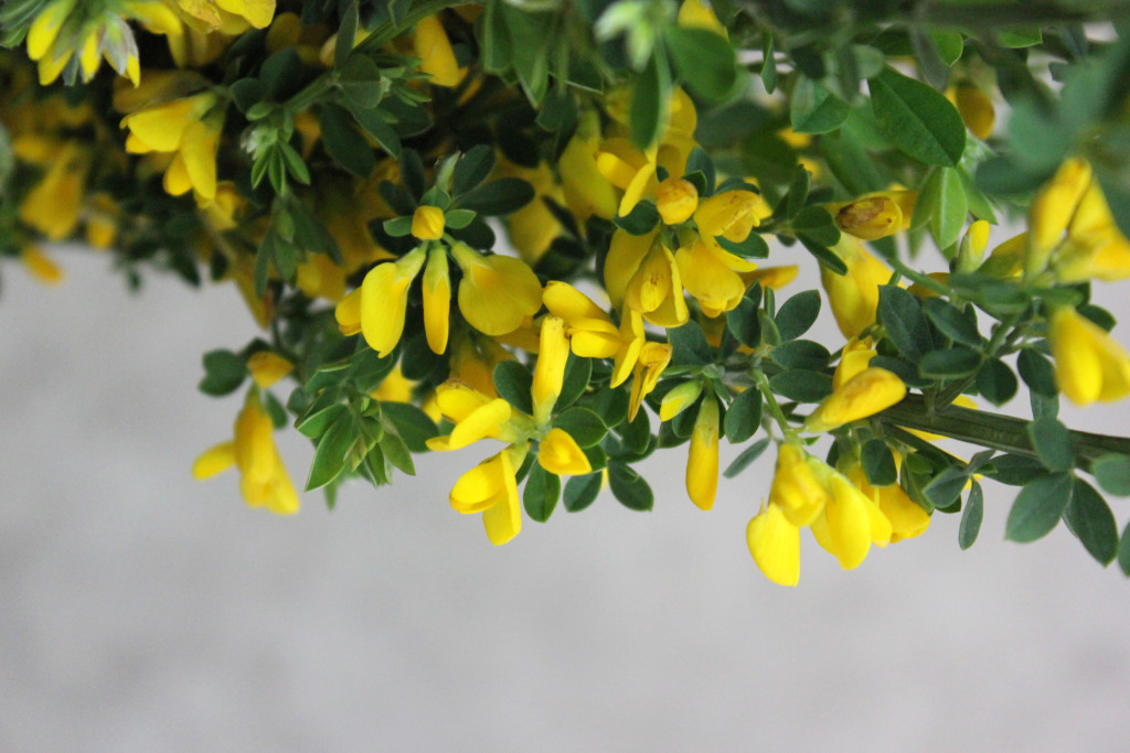 Yellow Wild Ginesta - Detail - Photo Credit Allison Linder