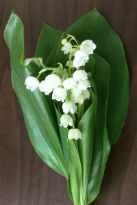 Lily of the Valley - 1 - Photo Credit Allison Linder