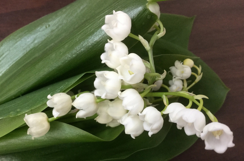 Lily of the Valley - 2 - Photo credit Allison Linder