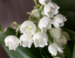 Lily of the Valley - 3 - Photo Credit Allison Linder