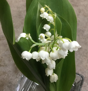 Lily of the Valley - 4 - Photo Credit Allison Linder