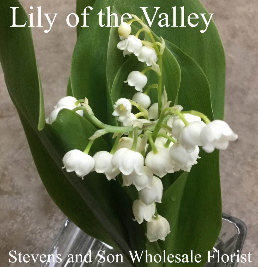 Lily of the Valley - Photo Credit Allison Linder