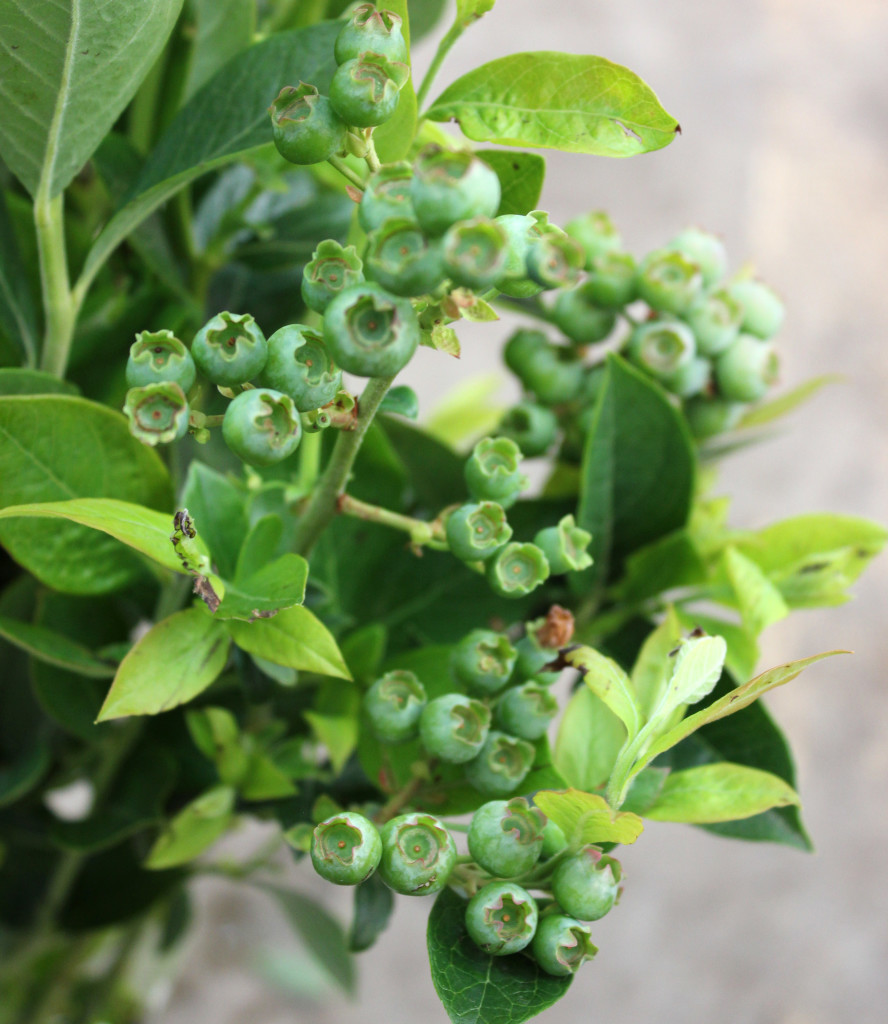 Blueberry Branches - Detail 2 - Photo Credit Allison Linder
