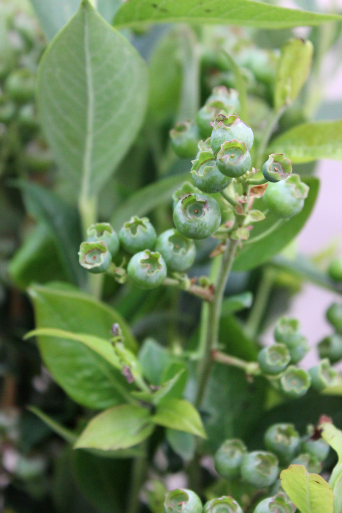 Blueberry Branches - Detail - Photo Credit Allison Linder