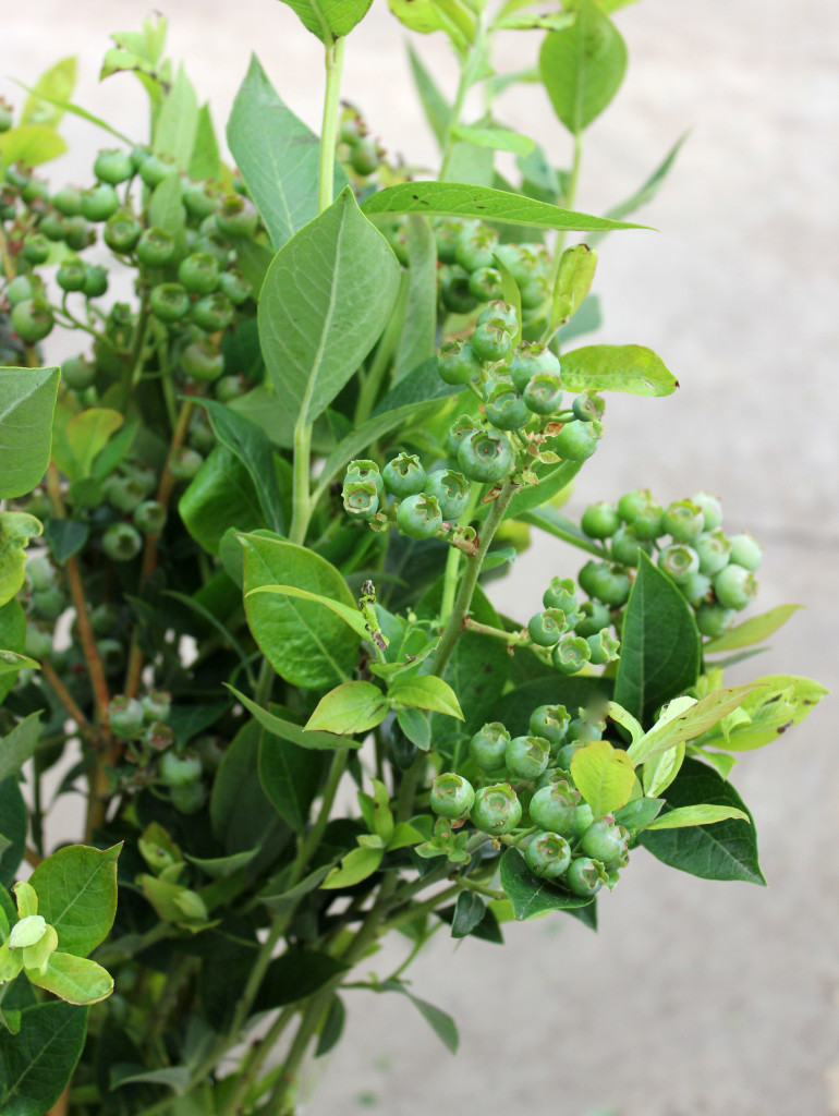 Blueberry Branches - Side - Photo Credit Allison Linder