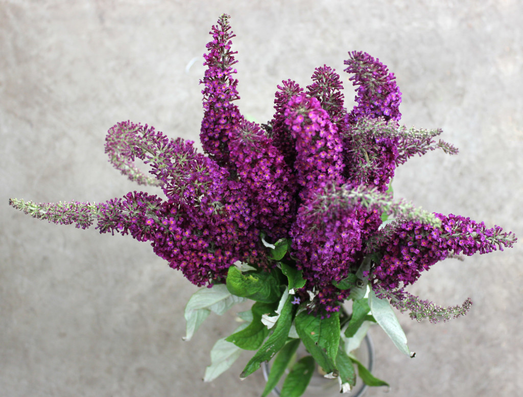 Buddleia (Butterfly Bush) - Aerial - Photo Credit Allison Linder