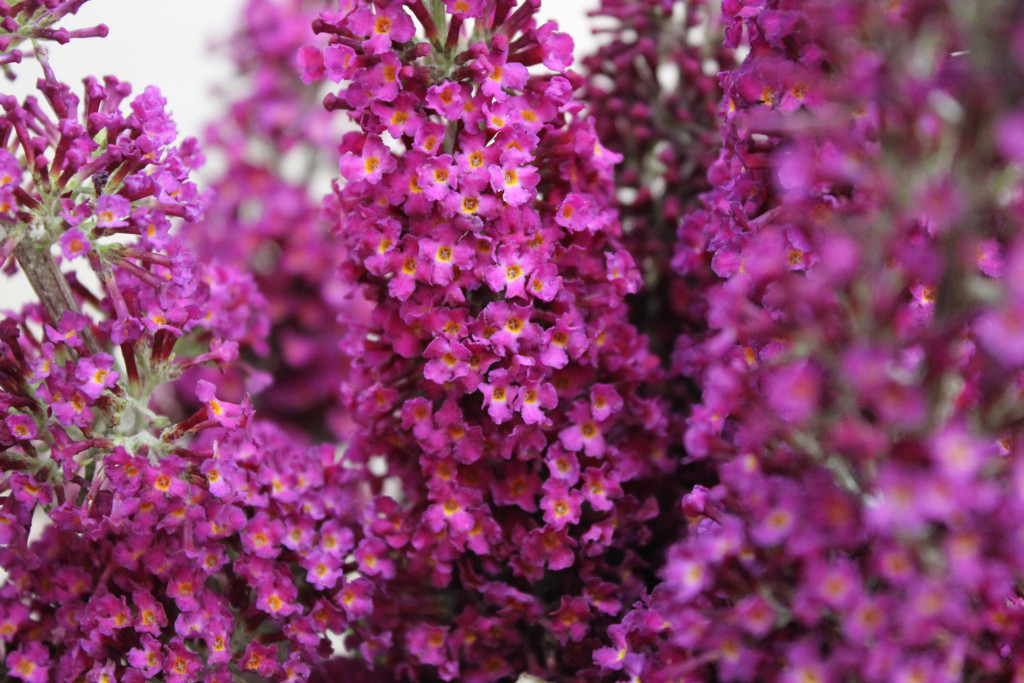 Buddleia (Butterfly Bush) - Close Up - Photo Credit Allison Linder