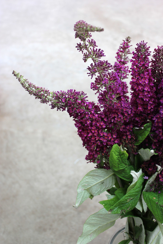 Buddleia (Butterfly Bush) - Detail - Photo Credit Allison Linder