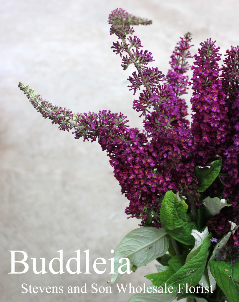 Buddleia (Butterfly Bush) - Photo Credit Allison Linder